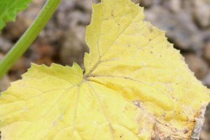 Почему у рассады огурцов сохнут края листьев или они скручиваются и желтеют: распространенные причины и методы борьбы с этими болезнями
