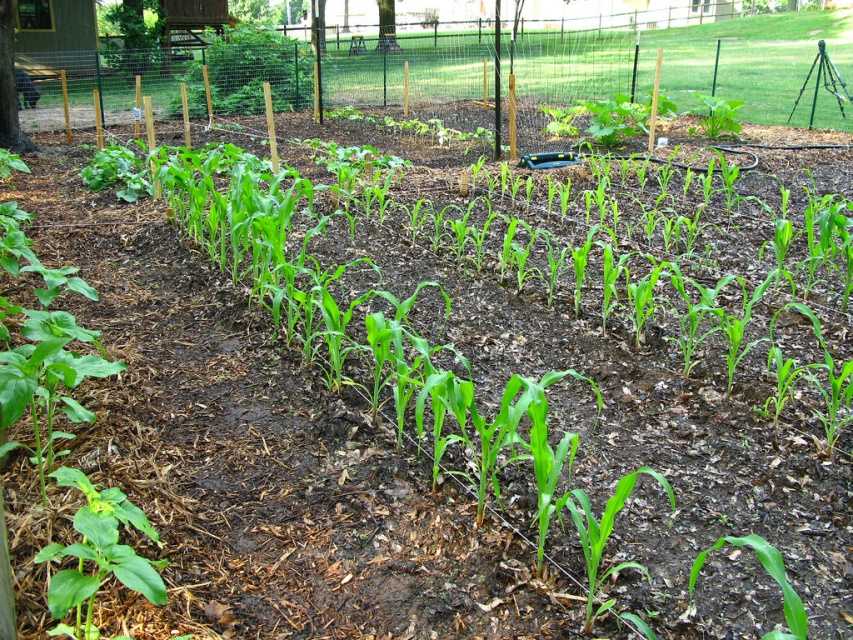 Когда и как сажать кукурузу в открытый грунт: семенами, рассадой, на приусадебном участке