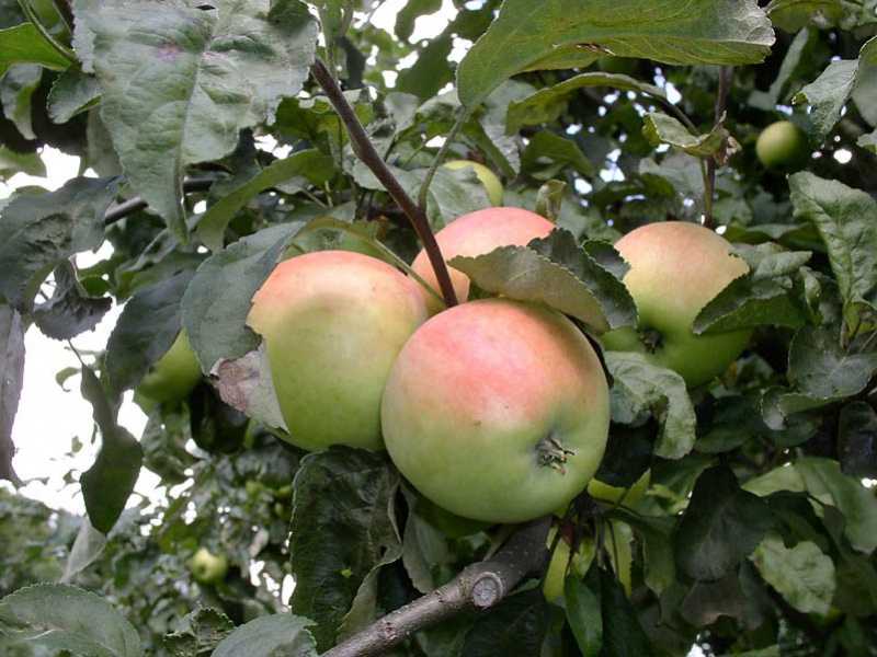Секреты выращивания шафранной яблони Пепин: от посадки до хранения