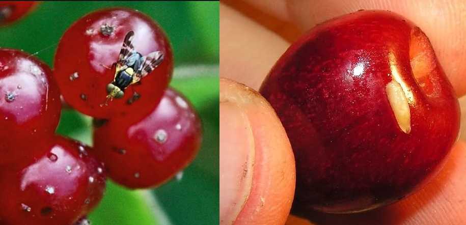 Червивая черешня — что делать и как бороться с вишневой мухой