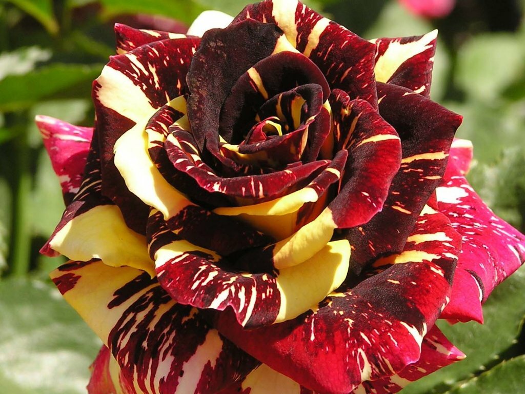 Кустовые розы: как вырастить, посадка и уход, фото, размножение и обрезка