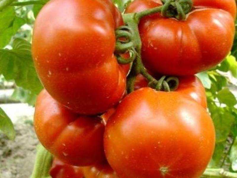 Томат Татьяна: описание сорта томата, характеристики помидоров, посев