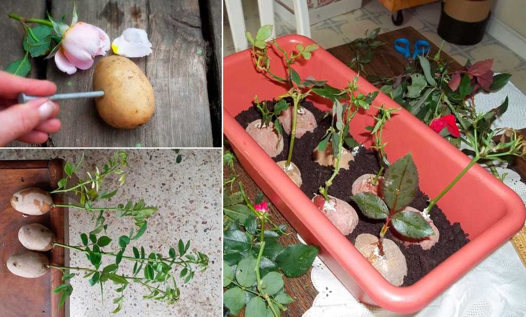 Как вырастить розу из черенков в домашних условиях в картошке: плюсы и минусы метода, а также как правильно посадить и укоренить цветок в картофеле в горшке?