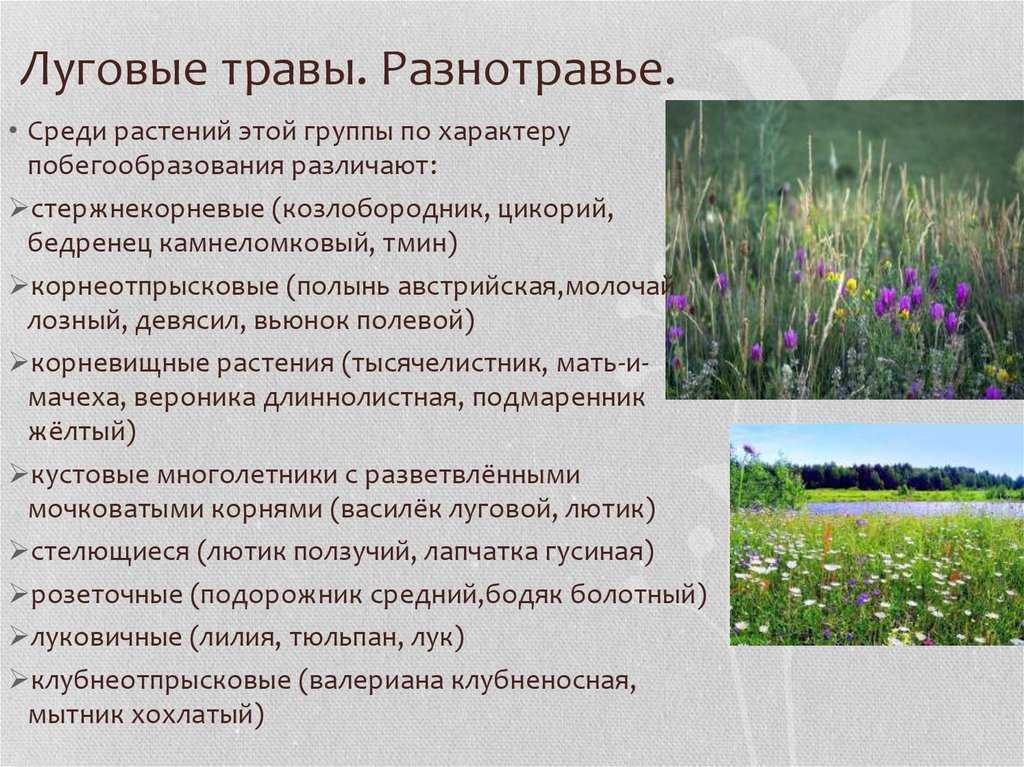 Луговые травы: описание, разновидности и лечебные свойства, фото и видео