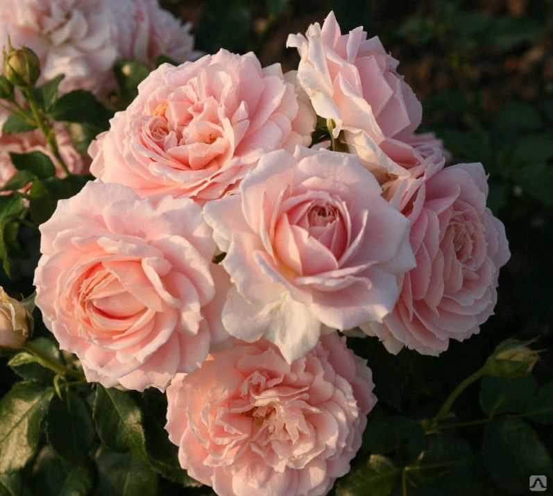 Кустовые розы (62 фото): сорта садовых роз, особенности мелкоцветковых растений. обрезка кустов осенью на зиму, зимнее укрытие для растений