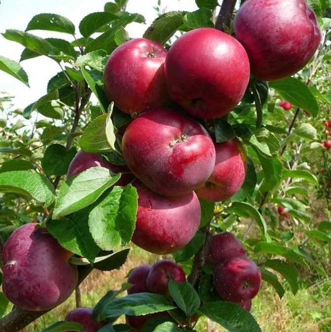 Яблоня подарок графскому: описание сорта и его фото, подробные характеристики и особенности выращивания