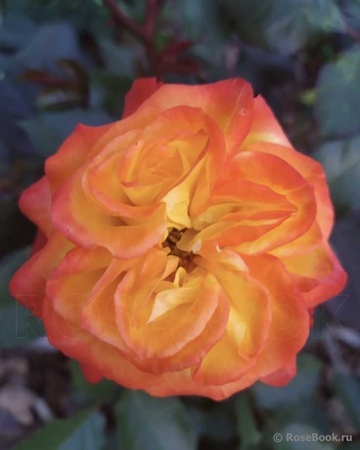 Розы флорибунда - история, особенности, агротехника, сорта | о розе