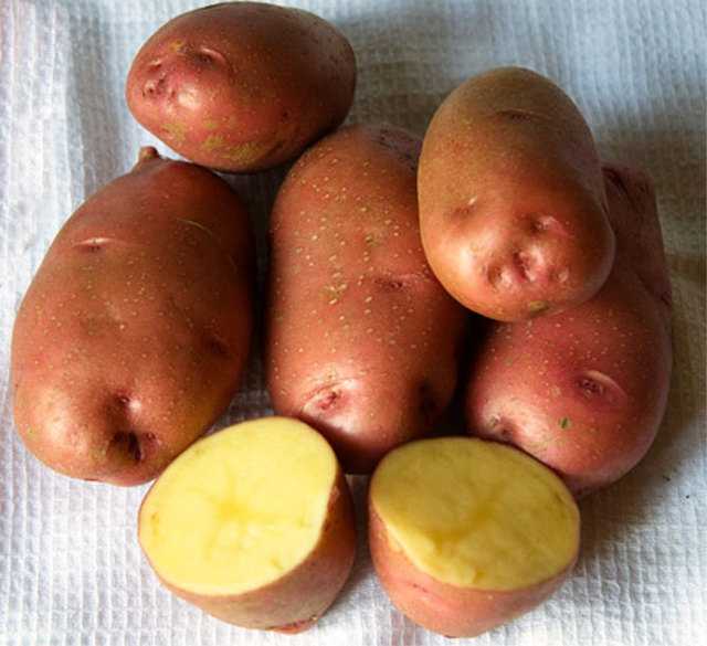 Картофель алёна: характеристика и особенности выращивания сорта