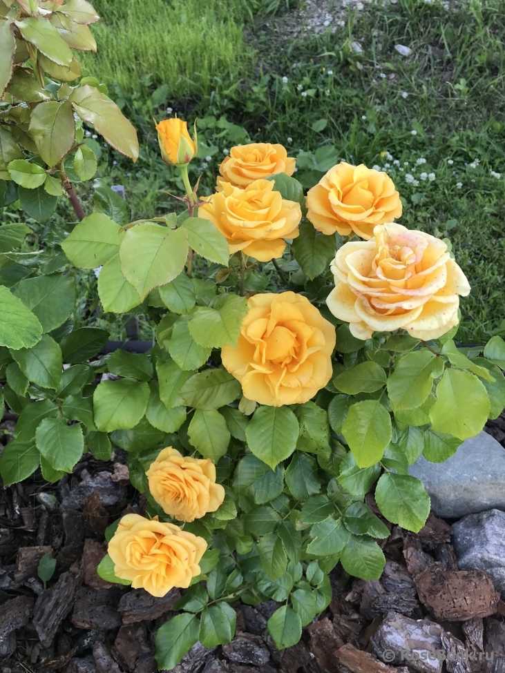Керио – желтый гибрид чайной розы
