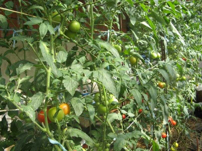 Рассада помидоров: когда высаживать в теплицу и как защитить от заморозков