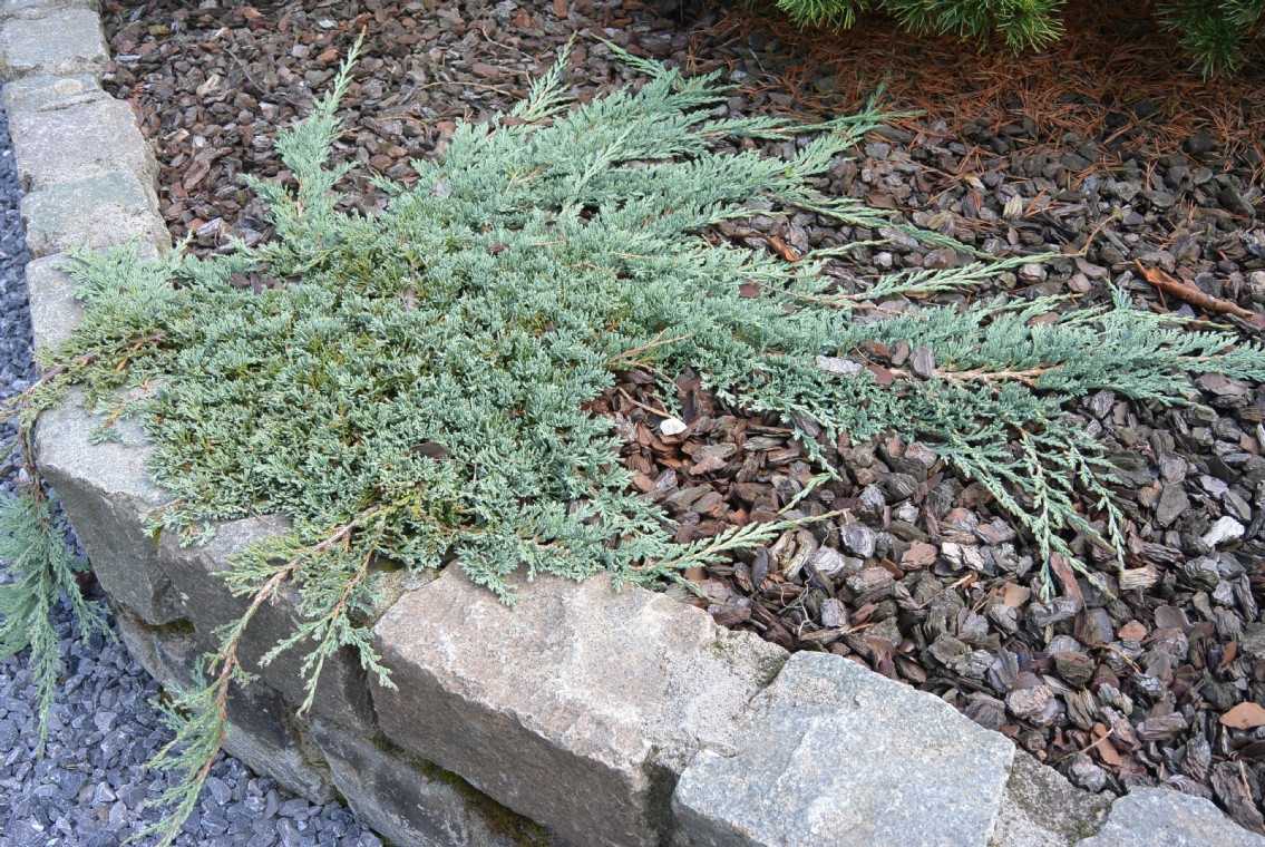 Можжевельник чешуйчатый блю стар (juniperus squamata blue star)