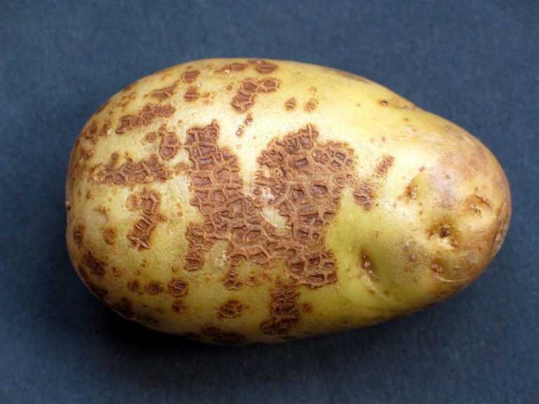 Как защитить картофель от фитофтороза