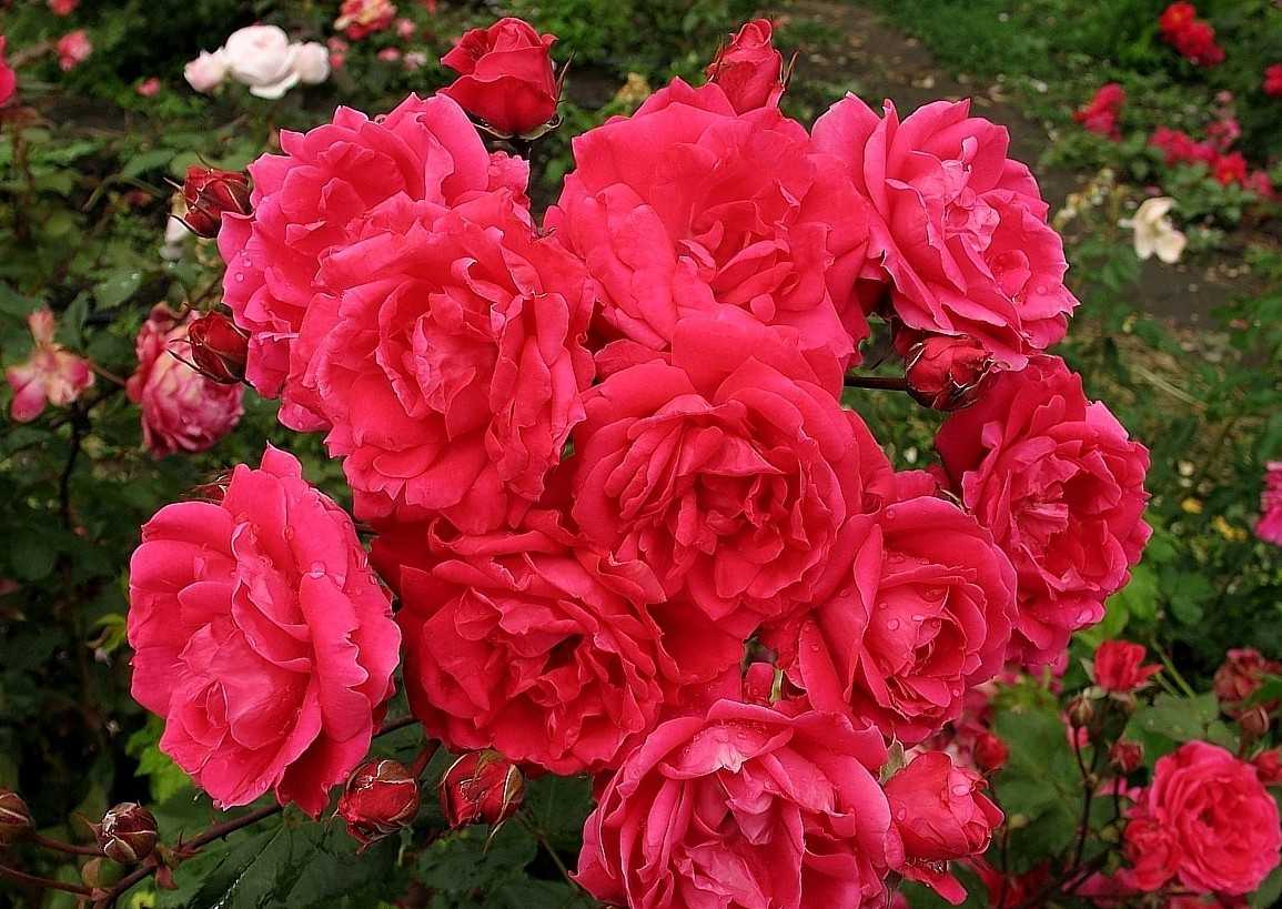 Лучшие сорта роз для подмосковья (48 фото): флорибунда и цветущие все лето почвопокровные сорта, особенности роз остина, плетистые зимостойкие сорта