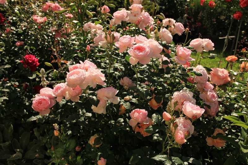 Розы пионовидные – красoты невиданные!