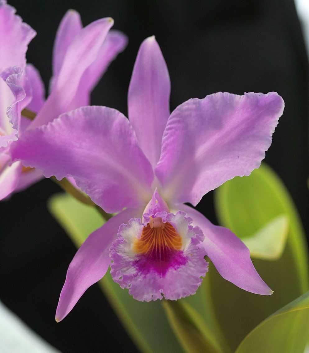 Каттлея - роскошная королева орхидей.