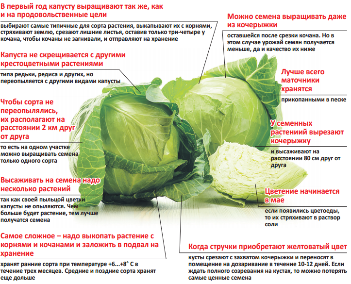 Сорта белокочанной капусты: описание, фото, таблицы