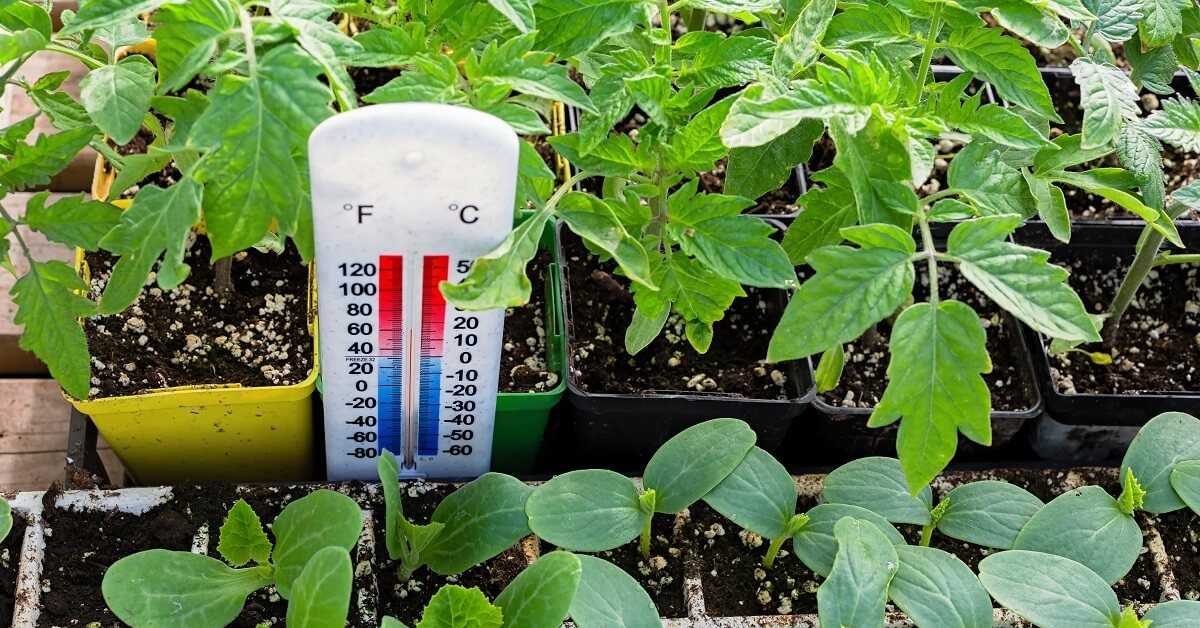 Выбор температуры для рассады томата