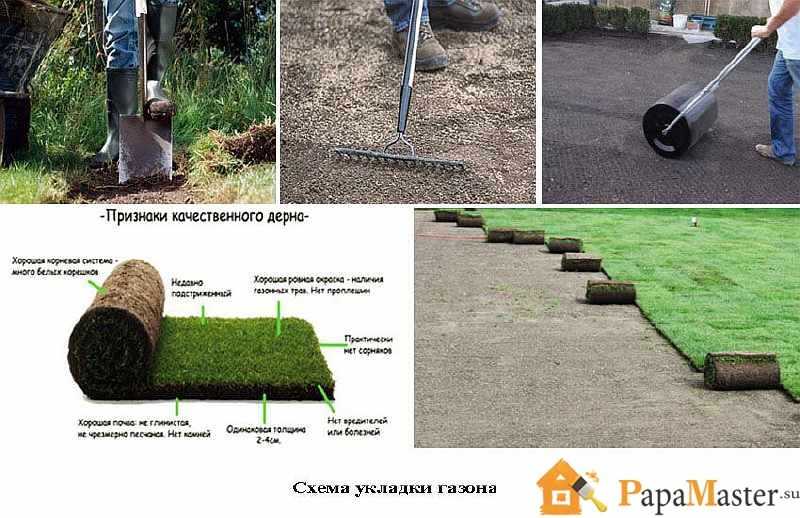 Как сделать газон на даче