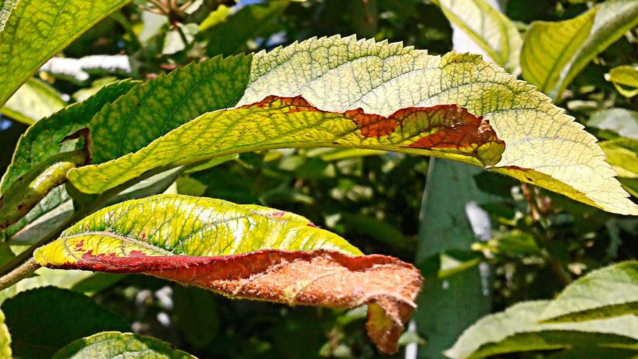 Скрученные листья у груши: основные причины, методы борьбы, 3 народных средства