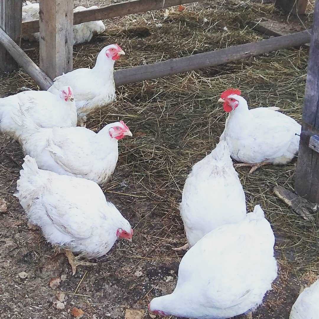 Французский бройлер описание породы фото