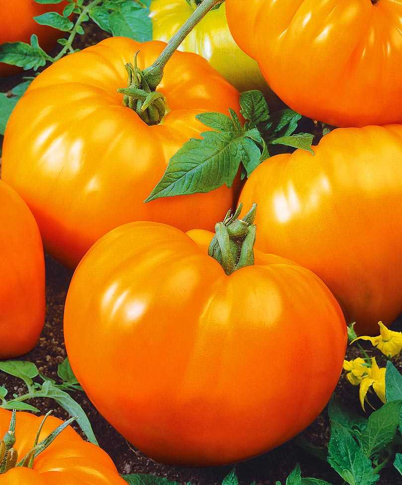 Среднеспелые сорта томатов: подробный перечень разновидностей помидор с описанием урожайности и рекомендациями по выращиванию в теплицах и открытом грунте