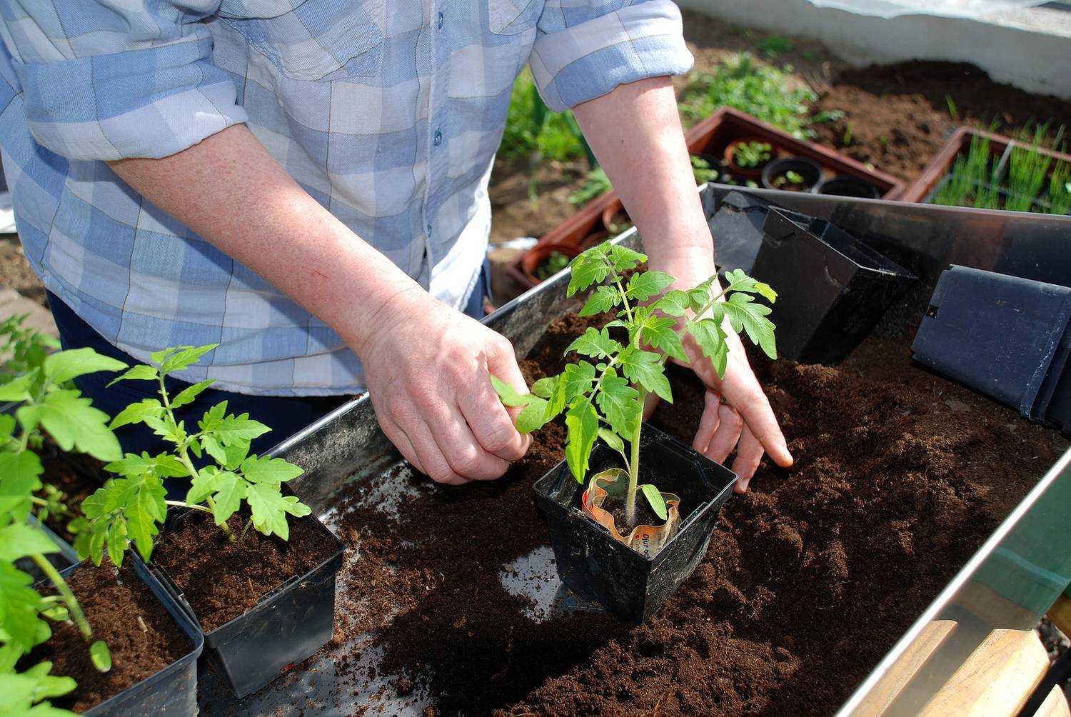 Как ускорить рост рассады помидоров