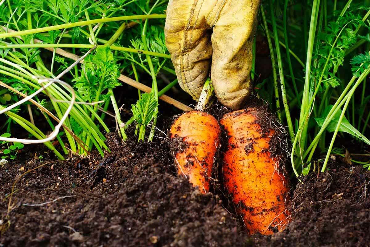 Почему нельзя морковь. Морковь на грядке. Морковь в огороде. Морковь в земле. Овощи в земле.