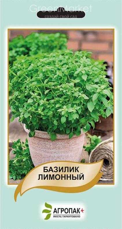 Базилик лимонный применение. Базилик лимонный. Всходы базилика лимонного. Лимонный базилик рассада. Цветы базилик лимонный.