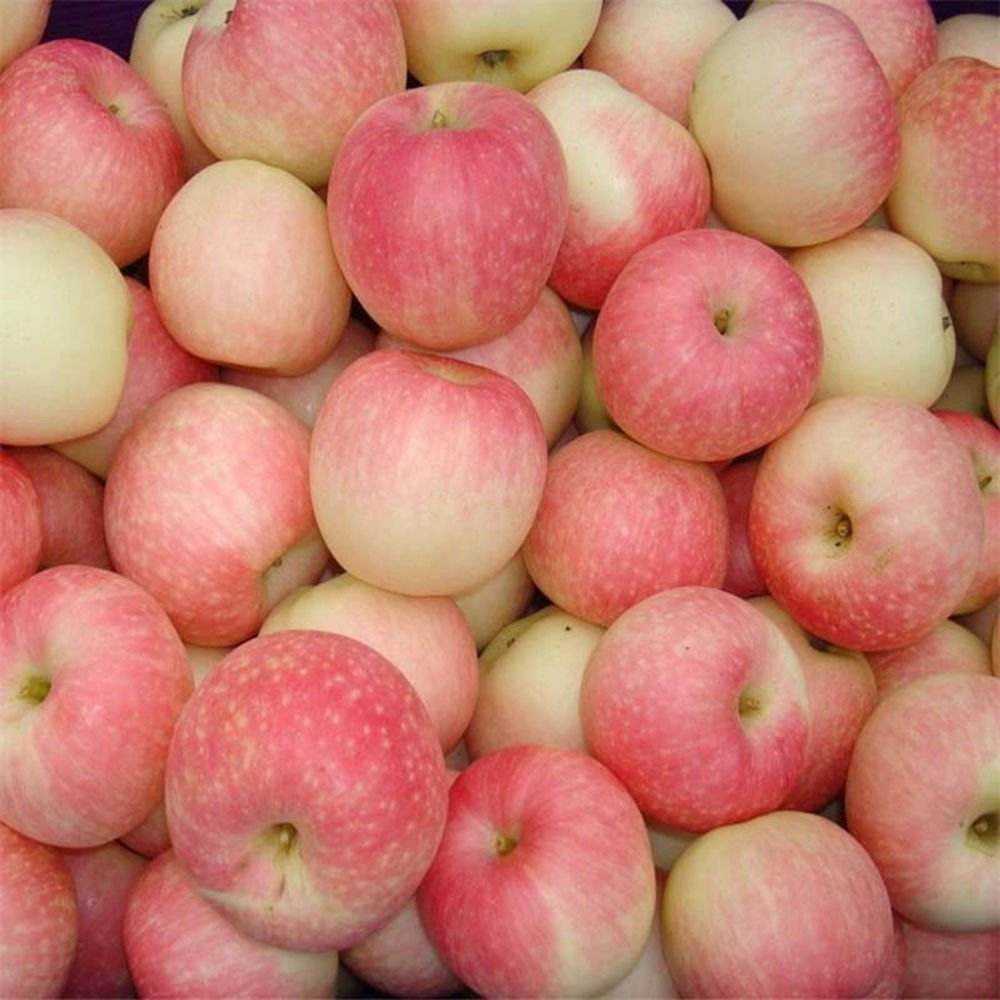 Яблоки кисло сладкие сорта. Яблоня "розовый налив" (Malus domestica). Коричневка сорт яблок. Яблоня сорт розовый жемчуг. Сорт яблони столовка.