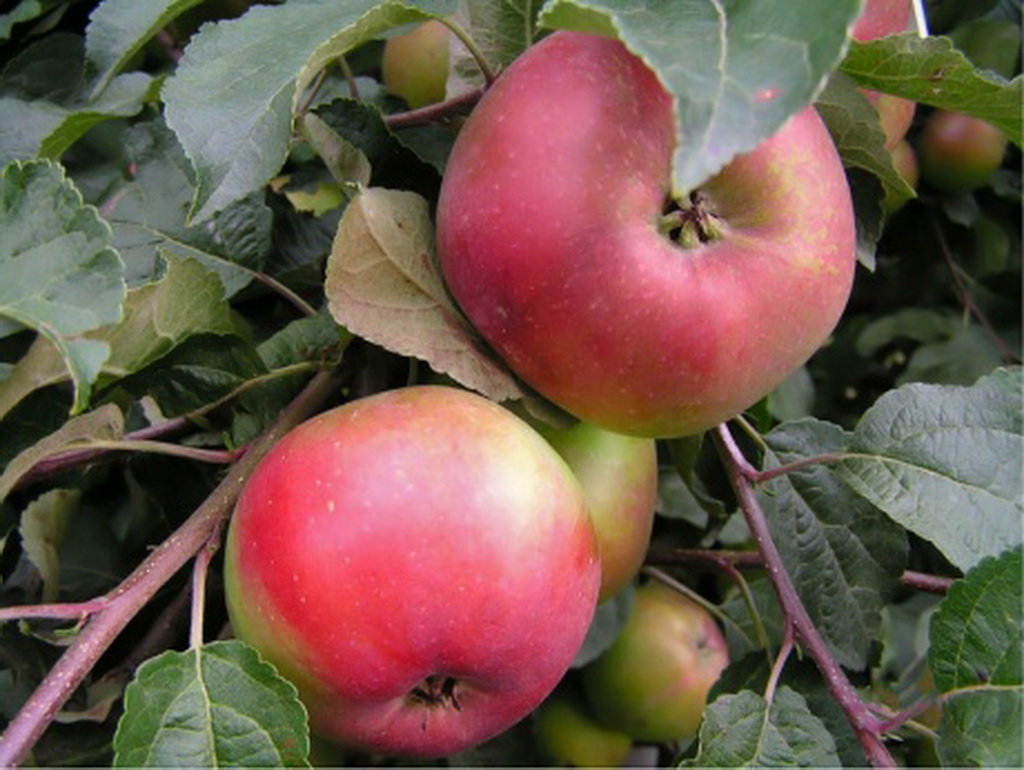 Высокую зимостойкость и регулярное плодоношение обеспечит сорт яблок антей