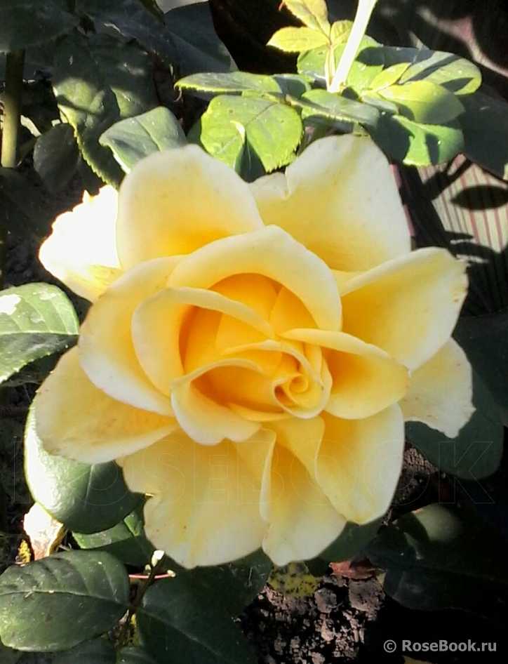 Чайно-гибридная роза керио: фото, описание, условия содержания