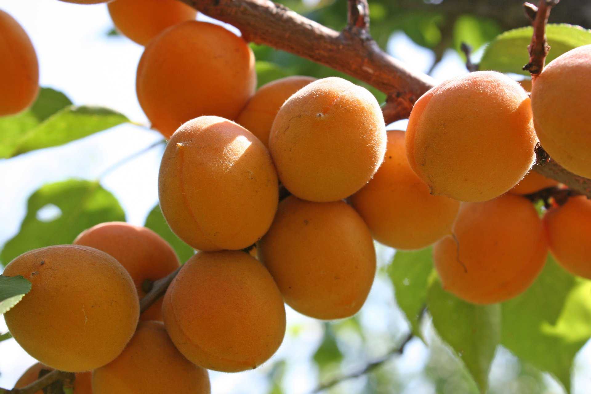 Преимущества и выращивание абрикоса сорта триумф северный