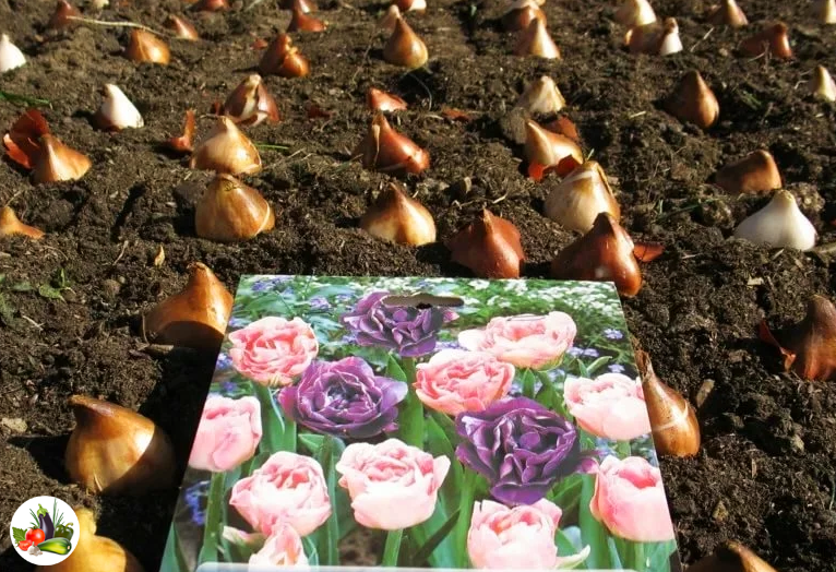 Когда и как правильно сажать тюльпаны?