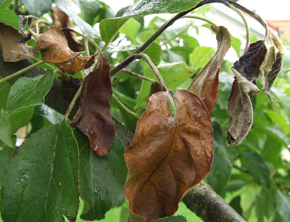 У мандарина скручиваются, сохнут и опадают листья: причины и что делать