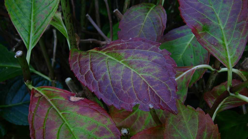 Гортензия побелела: почему появились бледно-зеленые листья и чем подкормить куст