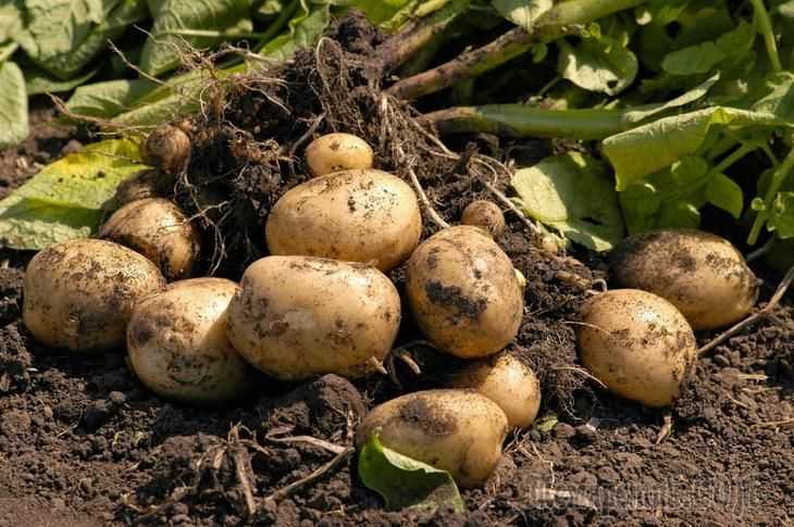 После каких культур лучше сажать картофель?