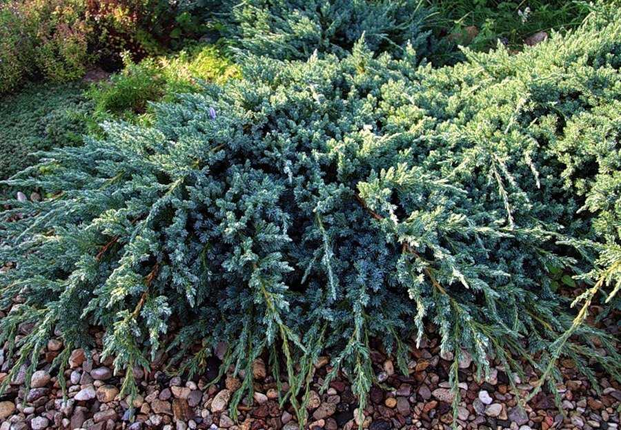 Можжевельник чешуйчатый мейери (juniperus squamata meyeri)