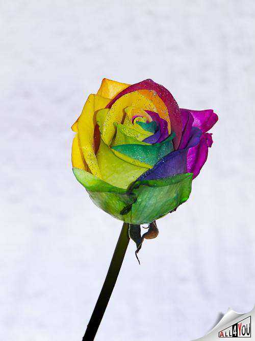 О радужной розе: как сделать розу с разноцветными лепестками, роза в колбе