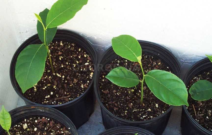 Сад из косточек: 8 фруктовых деревьев, которые можно вырастить из семян без саженцев