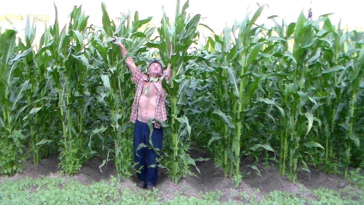 Как посадить кукурузу с огурцами вместе фото
