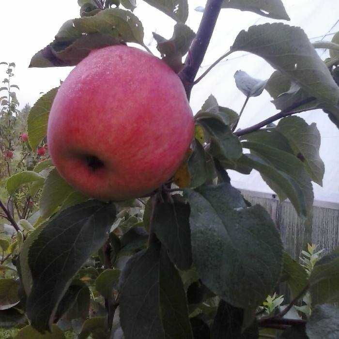 Яблоня строевское — правила выращивания