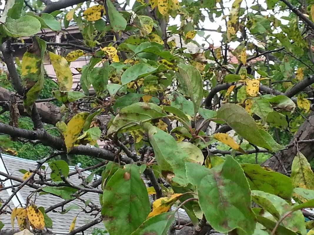 Боремся с белым налётом на листьях яблони – что это такое?
