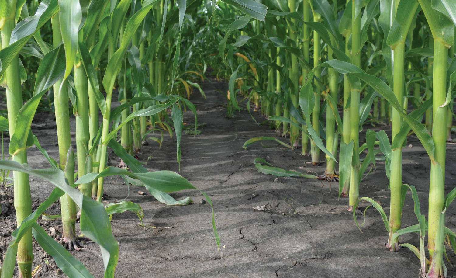 Когда и как высаживать кукурузу: схема посадки, через сколько дней всходит