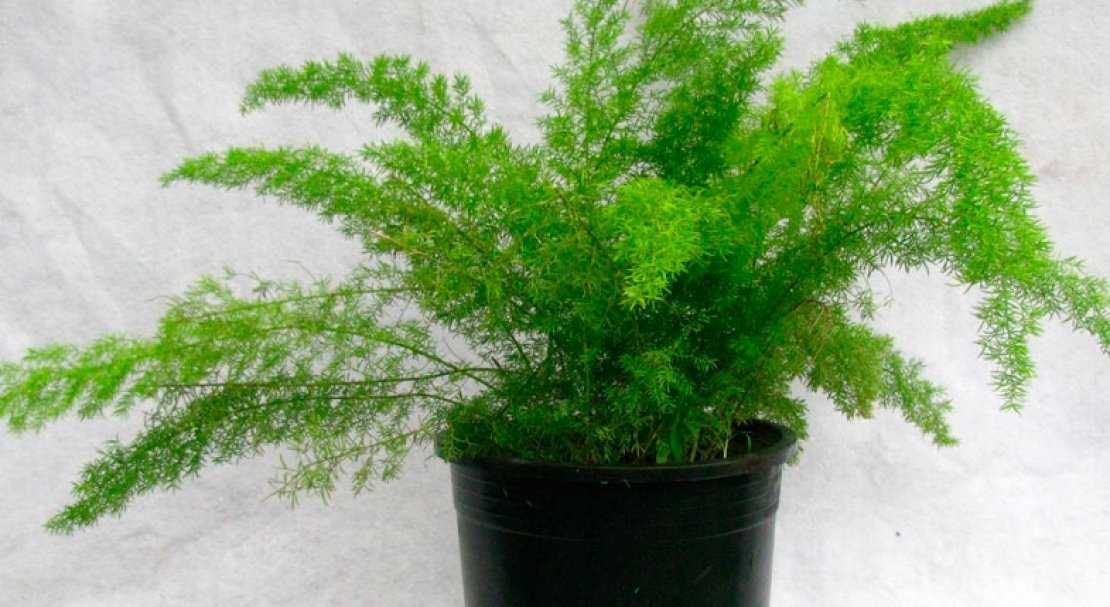 Растение аспарагус (спаржа): фото, видео ухода, выращивание в домашних условиях, описание видов