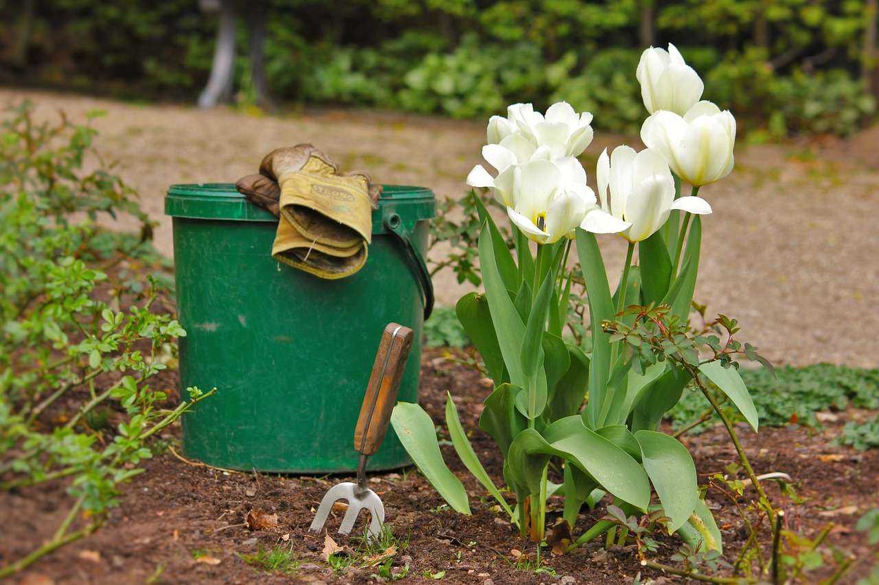 Когда выкапывать тюльпаны и как правильно их хранить