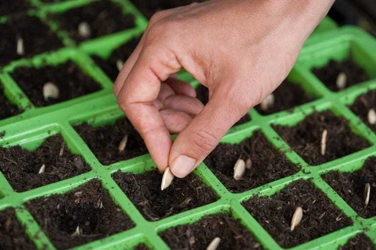 Правила посадки и выращивания тыквы и кабачка в открытом грунте. неожиданные советы!!