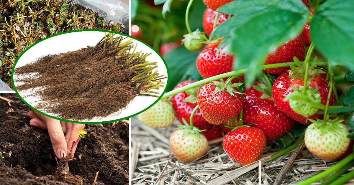Как посадить и вырастить клубнику (садовую землянику) сорта «вима занта»