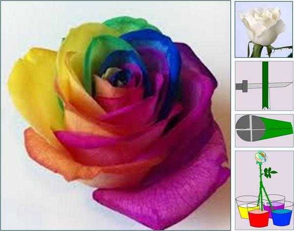 Разноцветная роза rainbow rose: чудо, созданное пищевыми красителями