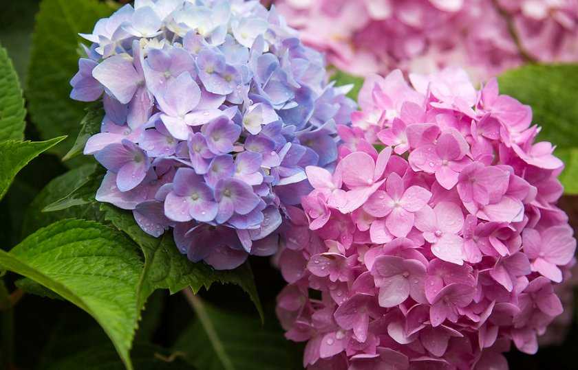 Бесконечное или вечное лето - сорт гортензии, цветущей все лето: эндлесс саммер