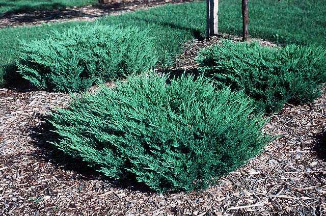 Можжевельник горизонтальный андорра компакт (juniperus horizontalis andorra compact)